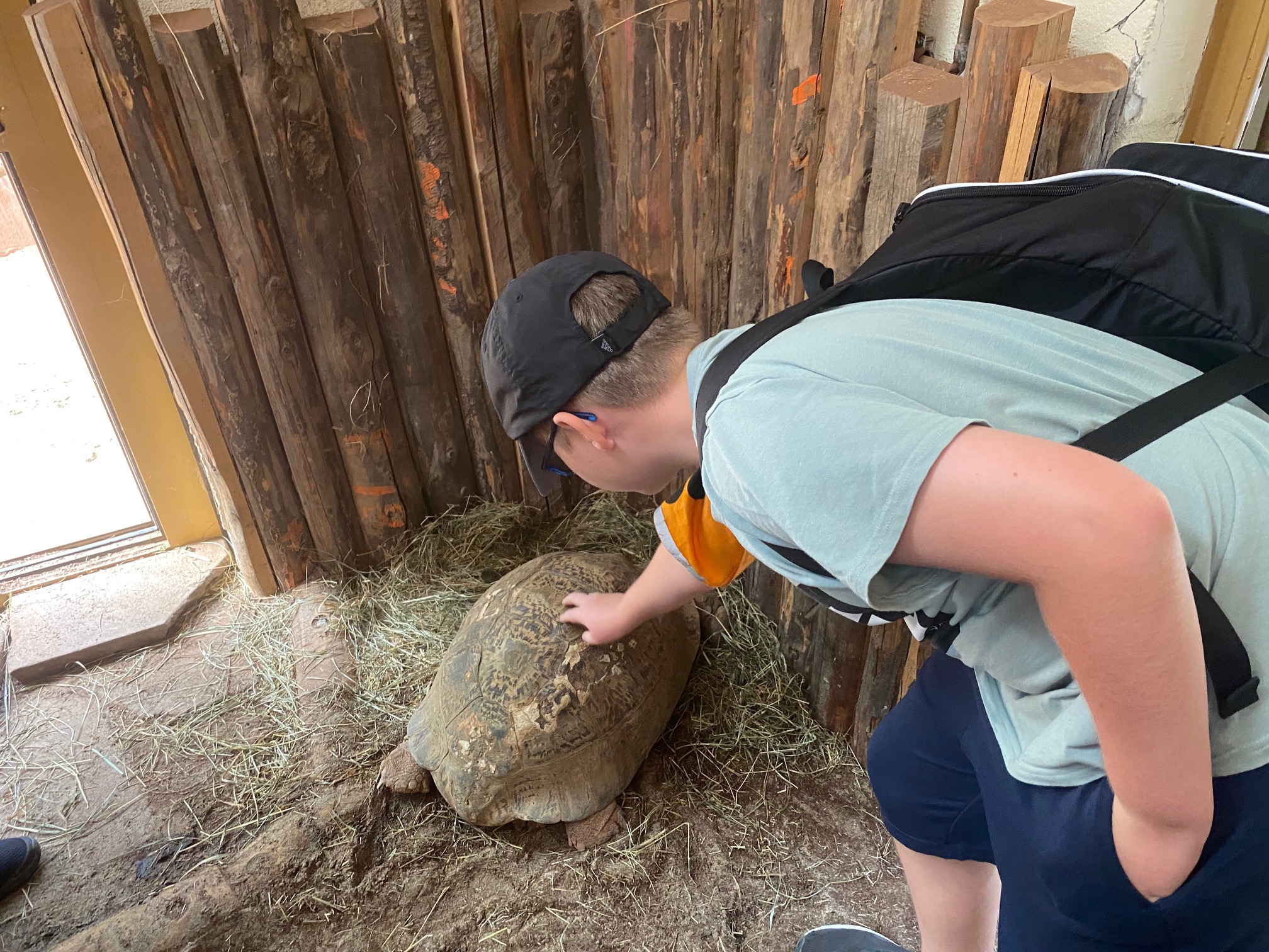 streicheln%20und%20f%C3%BChlen%20des%20Panzers%20der%20Schildkr%C3%B6te streicheln%20und%20f%C3%BChlen%20des%20Panzers%20der%20Schildkr%C3%B6te